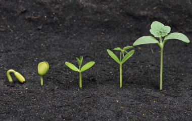 Применение стимуляторов роста Применение стимуляторов роста