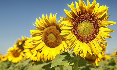 Насіння соняшника КАРЛОС 115 Екстра