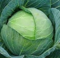 Капуста белокочанная среднепоздняя Маркони F1, 2500 шт. семян, 135-140 дней (Syngenta)