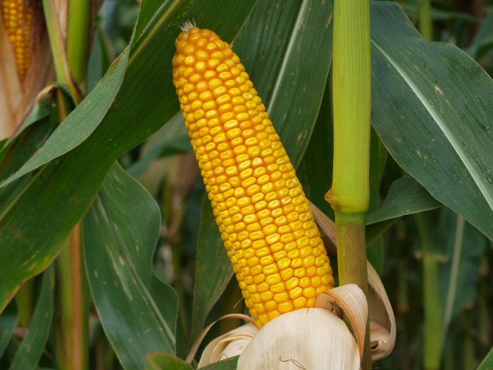 Насіння кукурудзи MAS 24.C (Мас 24.С), ФАО 280 (MAS Seeds) МАКСИМ XL+АГРОСТАРТ+ФОРС ЗЕА