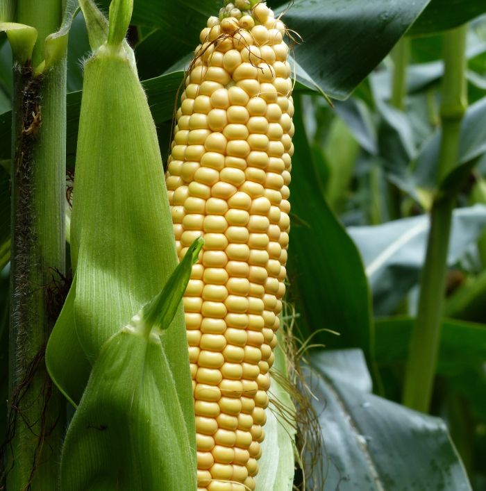 Семена кукурузы MAS 28.A (МАС 28.А), ФАО 270 (MAS Seeds) МАКСИМ XL