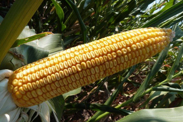 Семена кукурузы MAS 44.A (Мас 44.А), ФАО 380 (MAS Seeds) МАКСИМ XL