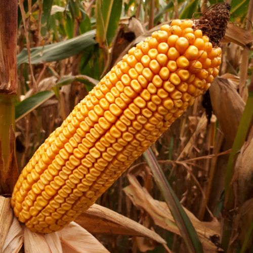 Семена кукурузы MAS 48.L (МАС 48.Л), ФАО 380 (MAS Seeds) МАКСИМ XL