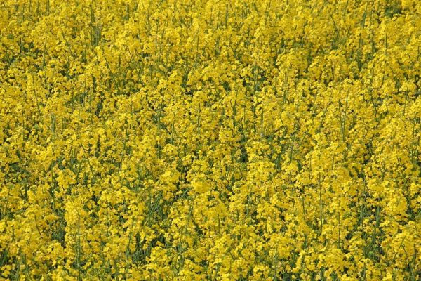 Насіння озимого ріпаку Абакус  Насіння озимого ріпаку Абакус