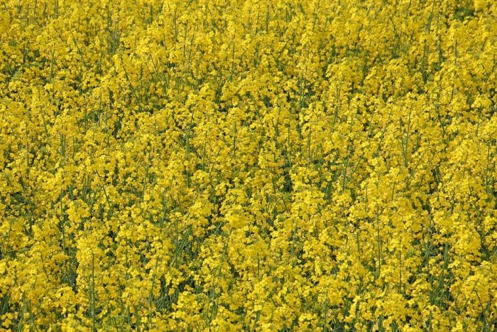 Насіння озимого ріпаку Абакус 