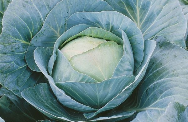 Капуста білоголова середньопізня Адаптор F1, 2500 шт. насіння, 115-125 днів (Syngenta)