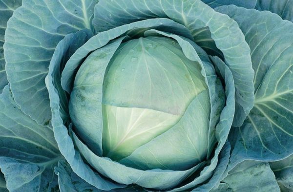 Капуста белокочанная среднепоздняя Агрессор F1, 2500 шт. семян, 110-120 дней (Syngenta)