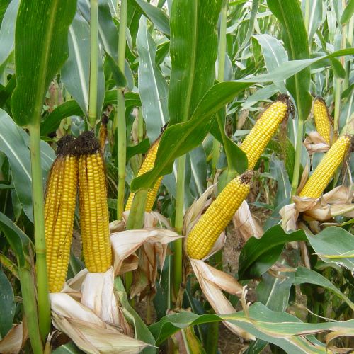 Семена кукурузы AMELIOR (Амеліор), ФАО 240 (MAS Seeds) МАКСИМ XL