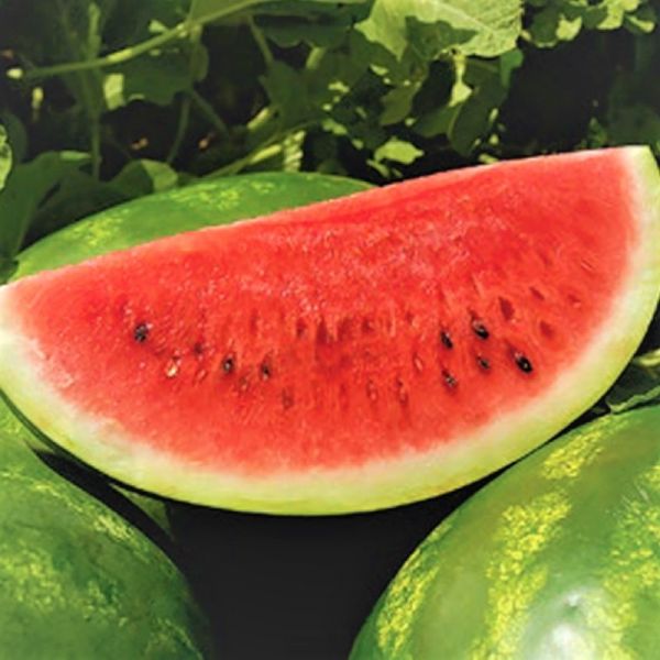 Арбуз АСТРАХАН F1 | ASTRAHAN F1 Syngenta, Фасовка - 1000 семян