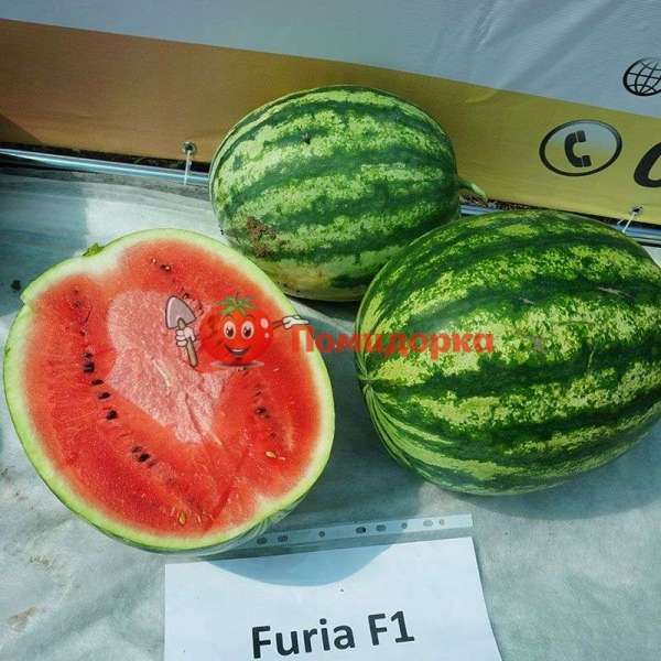 Арбуз ФУРИЯ F1 | FURIA F1 Cora Seeds, Фасовка - 1000 семян