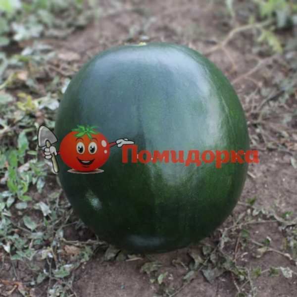 Арбуз KS 160 F1 | KS 160 F1 Kitano, Фасовка - 1000 семян