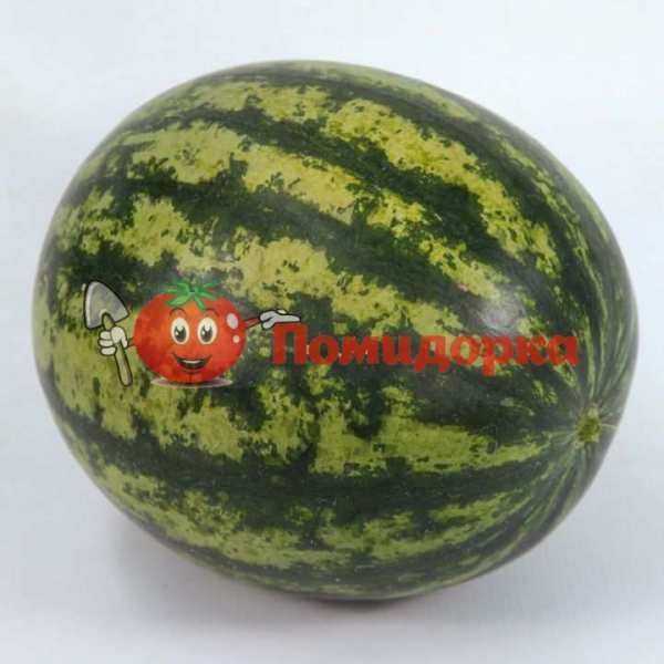 Арбуз ШЕЙНИ (KS 163) F1 | SHEYNI (KS 163) F1 Kitano, Фасовка - 1000 семян