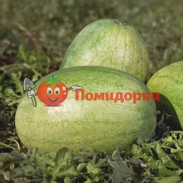 Арбуз KS 1819 F1 | KS 1819 F1 Kitano, Фасовка - 1000 семян