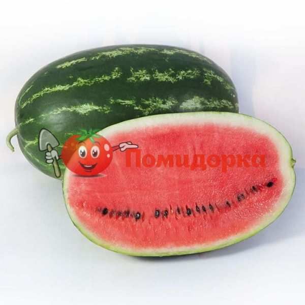 Арбуз KS 632 F1 | KS 632 F1 Kitano, Фасовка - 1000 семян