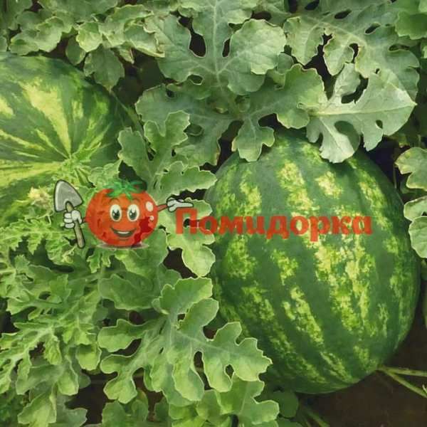 Арбуз KS 635 F1 | KS 635 F1 Kitano, Фасовка - 1000 семян