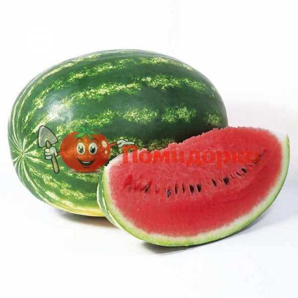 Арбуз НАЙСИ (KS 638) F1 | NAYSI F1 Kitano, Фасовка - 1000 семян