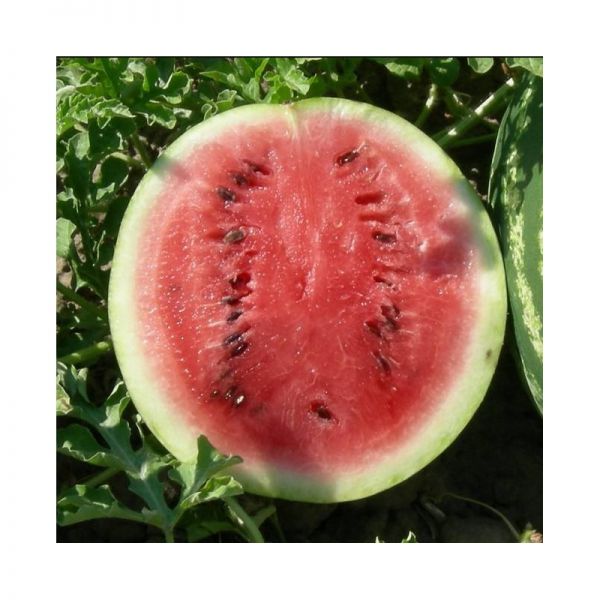 Арбуз Мэдисон F1 | Medison F1 Clause, Фасовка - 1000 семян