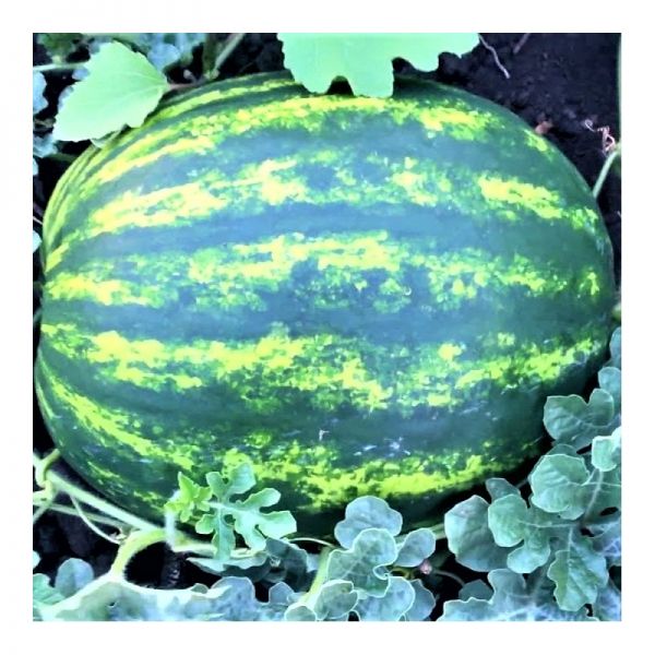 Арбуз МИРСИНИ F1 | MIRSINI F1 Syngenta, Фасовка - 1000 семян