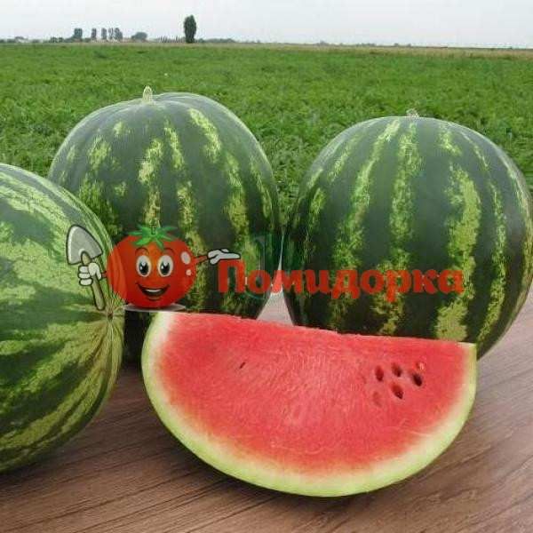 Арбуз МИСОН F1 | MISON F1 Yuksel, Фасовка - 1000 семян