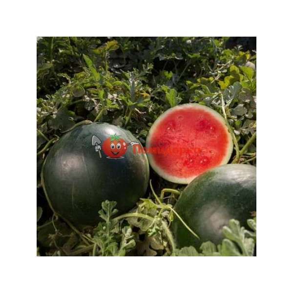 Арбуз ТИТАНИЯ F1 | TITANIA F1 Rijk Zwaan, Фасовка - 100 семян