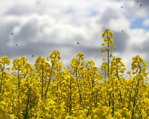Насіння озимого ріпаку Атора  Насіння озимого ріпаку Атора