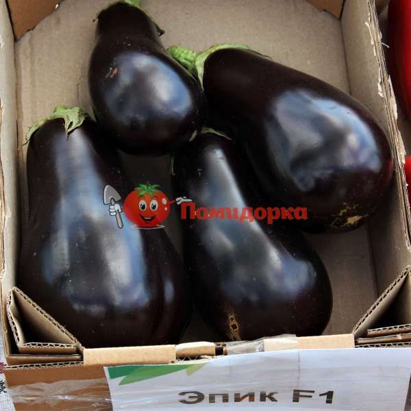 Баклажан ЭПИК F1| EPIK F1 Seminis, Фасовка - 1000 семян Баклажан ЭПИК F1| EPIK F1 Seminis, Фасовка - 1000 семян