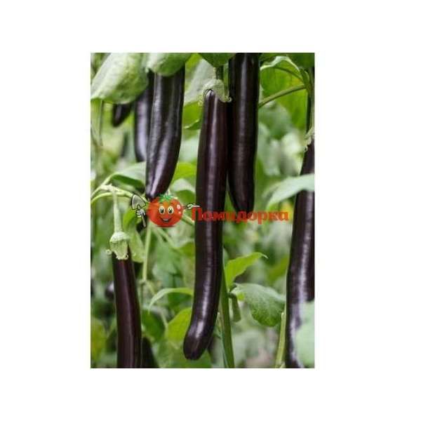 Баклажан ЭСТЕЛЛЕ F1 | ESTELLE F1 Rijk Zwaan, Фасовка - 100 семян