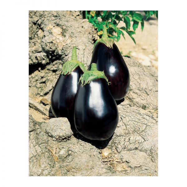 Баклажан Галине F1 | Galine F1 Clause, Фасовка - 50 гр