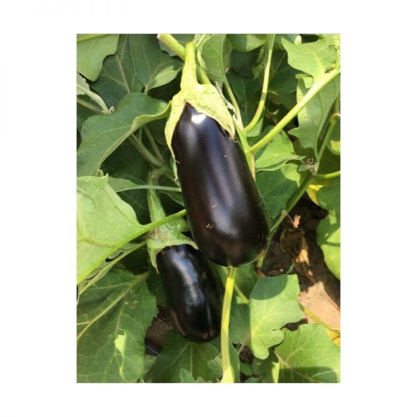 Баклажан Октавия F1 | Oktaviua F1 Clause, Фасовка - 1000 семян