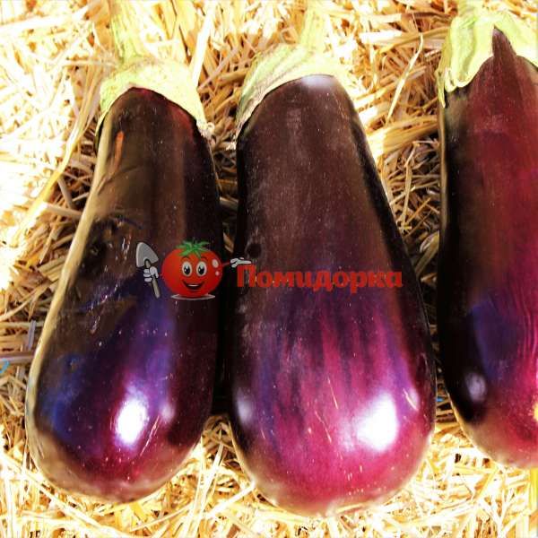 Баклажан ПРАДО F1 | PRADO F1 Kitano, Фасовка - 1000 семян