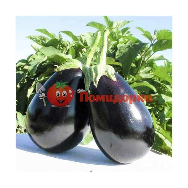 Баклажан РАУНД F1 | RAUND F1 Yuksel, Фасовка - 500 семян