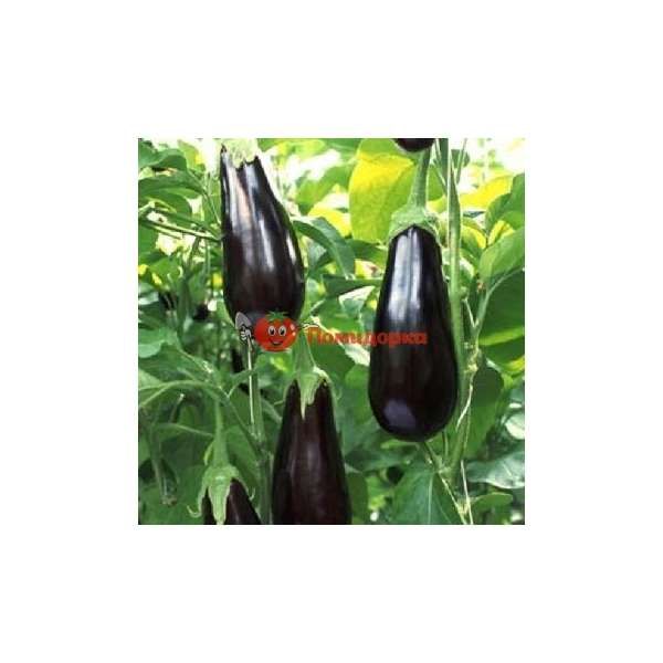 Баклажан ШАРАПОВА F1 | SHARAPOVA F1 Rijk Zwaan, Фасовка - 1000 семян Баклажан ШАРАПОВА F1 | SHARAPOVA F1 Rijk Zwaan, Фасовка - 1000 семян
