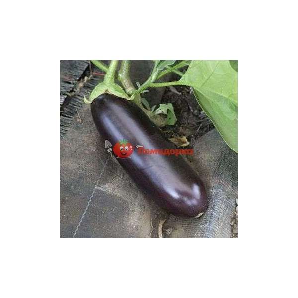 Баклажан ВАЛЕНТИНА F1 | VALENTINA F1 Seminis, Фасовка - 1000 семян Баклажан ВАЛЕНТИНА F1 | VALENTINA F1 Seminis, Фасовка - 1000 семян