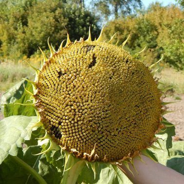 Насіння соняшника БАМБО Насіння соняшника БАМБО