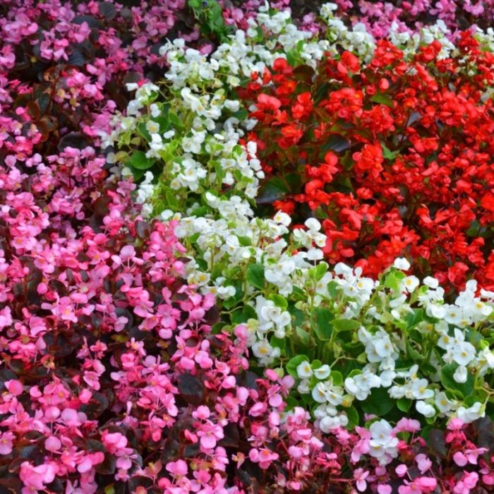 Бегония Бада Бум F1 | Begonia semperflorens Bada Boom F1 syngenta flowers, Фасовка - Розовый - 200 семян