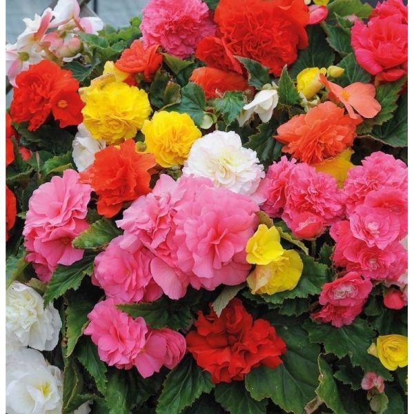 Бегония Тубероза Гоу-Гоу F1 | Begonia tuberosa Gо-Gо F1 Syngenta, Фасовка - Скарлет - 100 семян