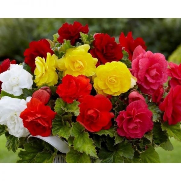 Бегония клубневая Лимитлесс | Begonia tuberhybrida Limitless, Фасовка - Темно-красная 100 семян