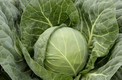 Капуста білоголова ультрарання Болікор F1, 2500 шт. насіння, 55-60 днів (Syngenta)