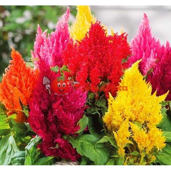 Целозия Glorious Mix Coated Benary 1000 шт