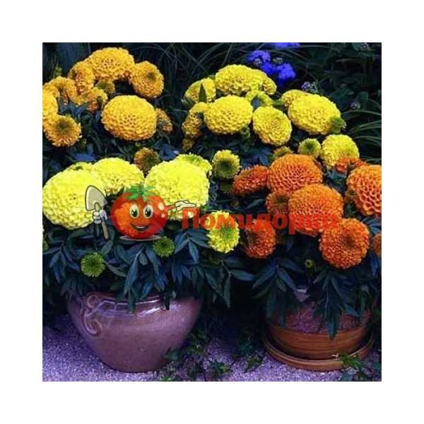 Чернобривцы Antigua F1 Mix Syngenta 1000 шт