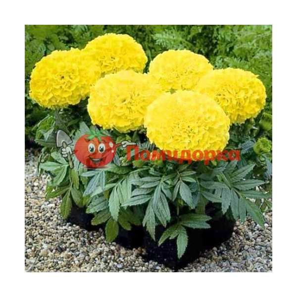 Чернобривцы Antigua F1 Pimrose Syngenta 1000 шт