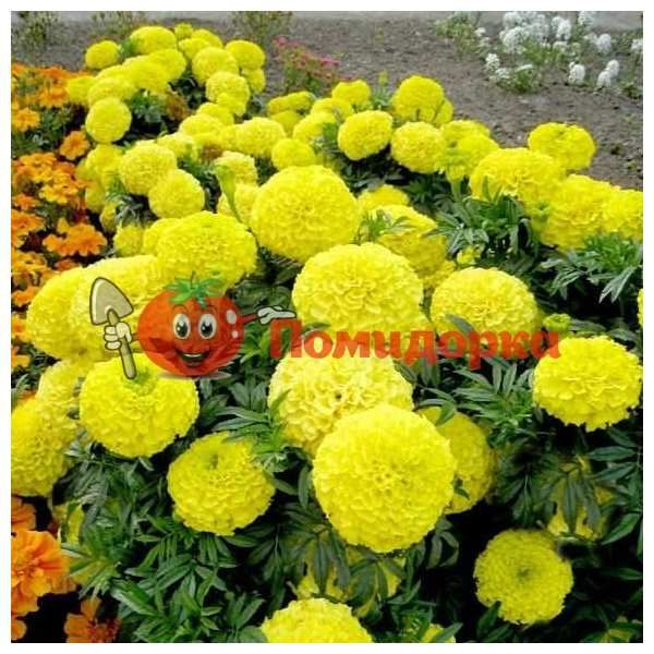 Чернобривцы Antigua F1 Yellow Syngenta 1000 шт