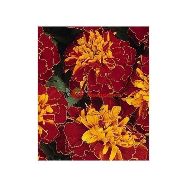 Чернобривцы patula Bonanza Harmony Pan American 1000 шт