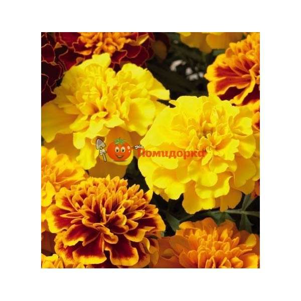 Чернобривцы patula Bonanza Mix Pan American 1000 шт