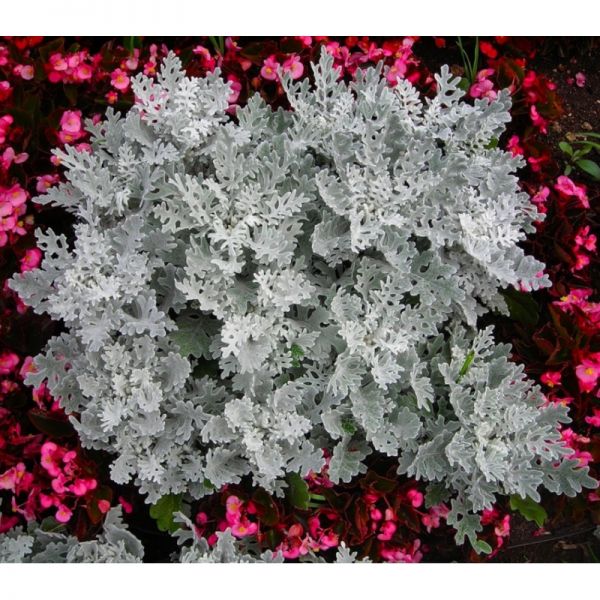 Цинерария приморская Сильверадо | Cineraria maritima Silverado Hem Zaden, Фасовка - Сильвер - 200 семян