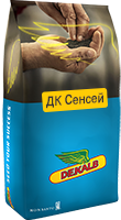 Насіння озимого ріпаку DK SENSEI (ДК СЕНСЕЙ)