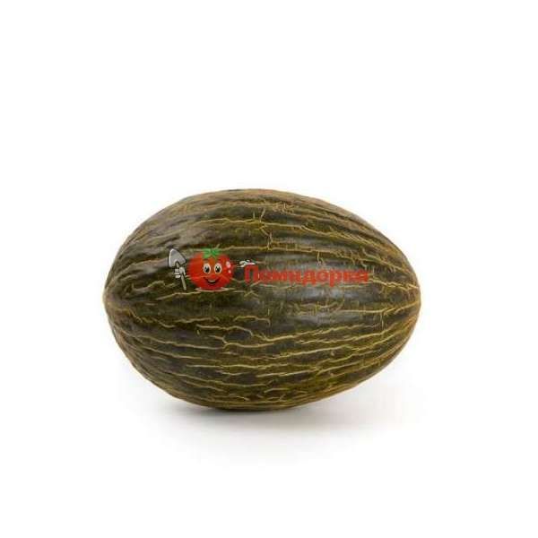 Дыня БРАВУРА F1 | BRAVURA F1 Rijk Zwaan, Фасовка - 100 семян