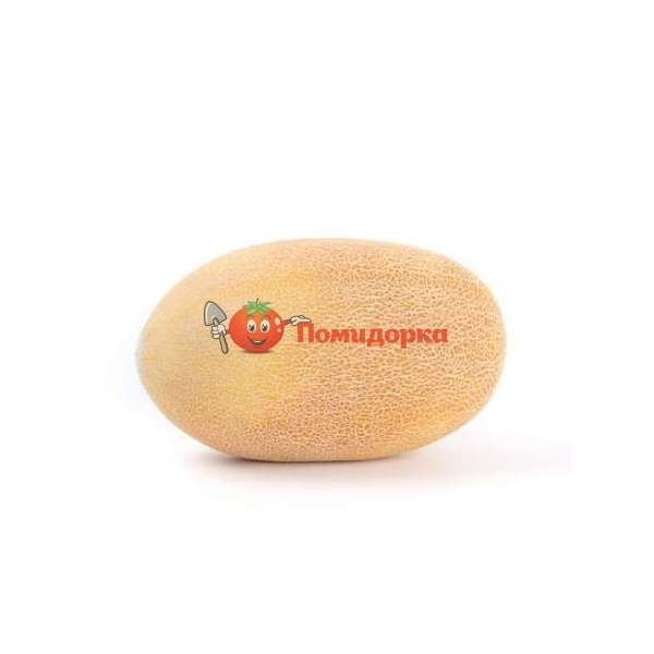 Дыня КЕТРИН F1 | CATHERINE F1 Rijk Zwaan, Фасовка - 100 семян