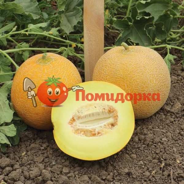 Дыня KS 517 F1 | KS 517 F1 Kitano, Фасовка - 1000 семян