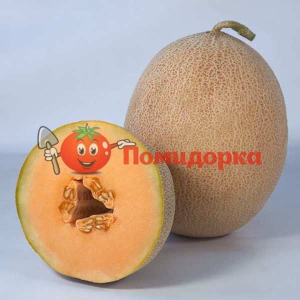 Дыня KS 6147 F1 | KS 6147 F1 Kitano, Фасовка - 100 семян Дыня KS 6147 F1 | KS 6147 F1 Kitano, Фасовка - 100 семян